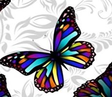Butterfly 3