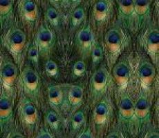 Peacock (Ortho Europe)